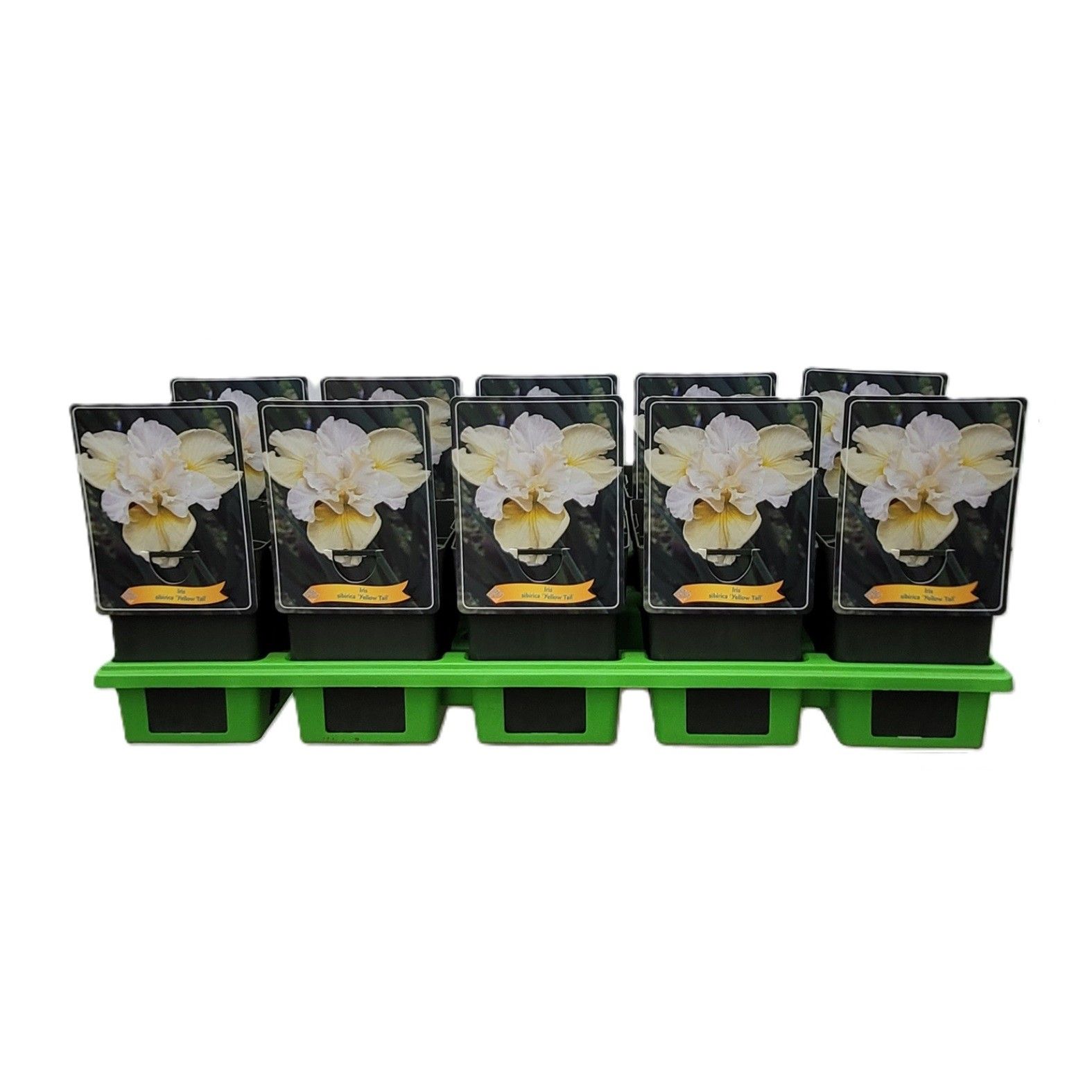 Iris Sibirica 'Yellow Tail' P11, D 11 cm