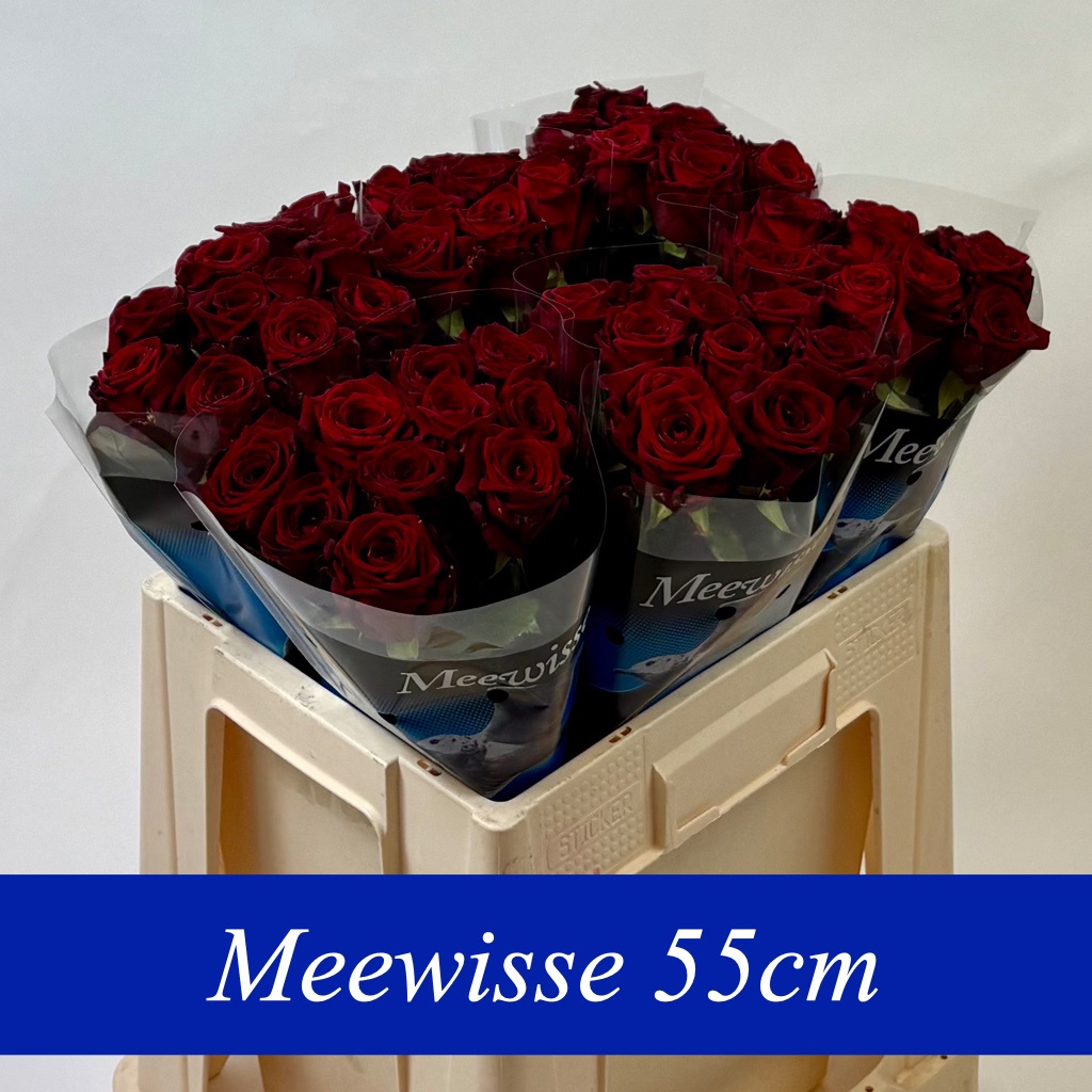 Роза од. Рэд Наоми 55, шт.