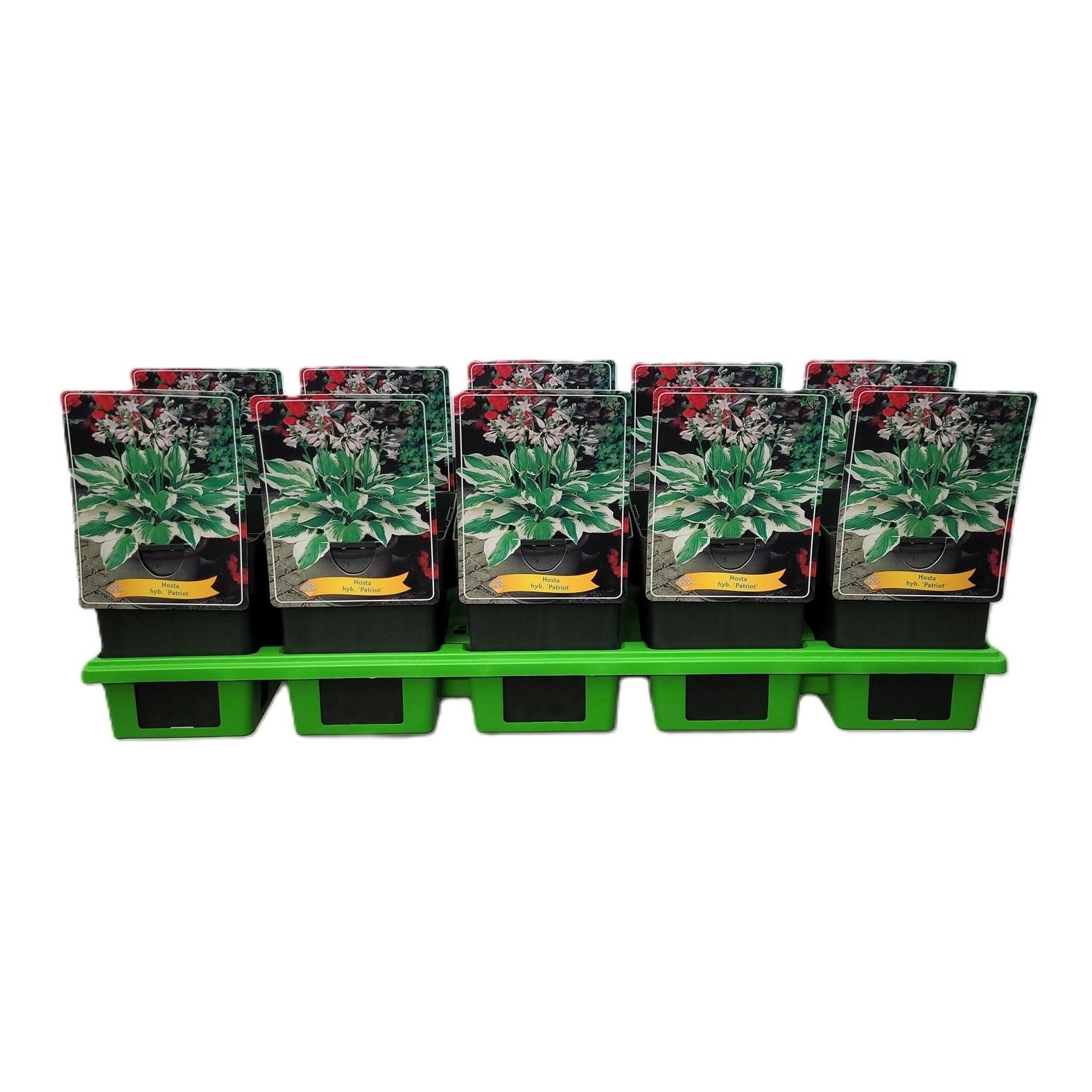 Hosta 'Patriot' P11, D 11