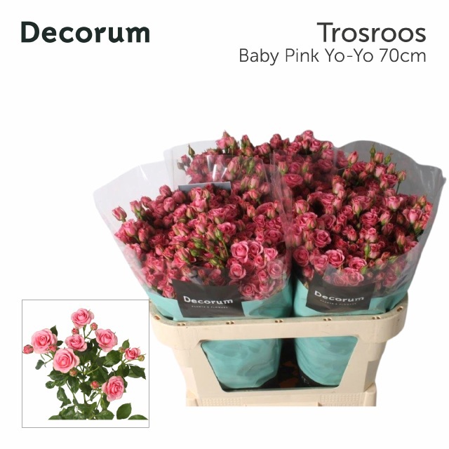 Роза куст. Бейби Пинк Йо-Йо 70, шт.