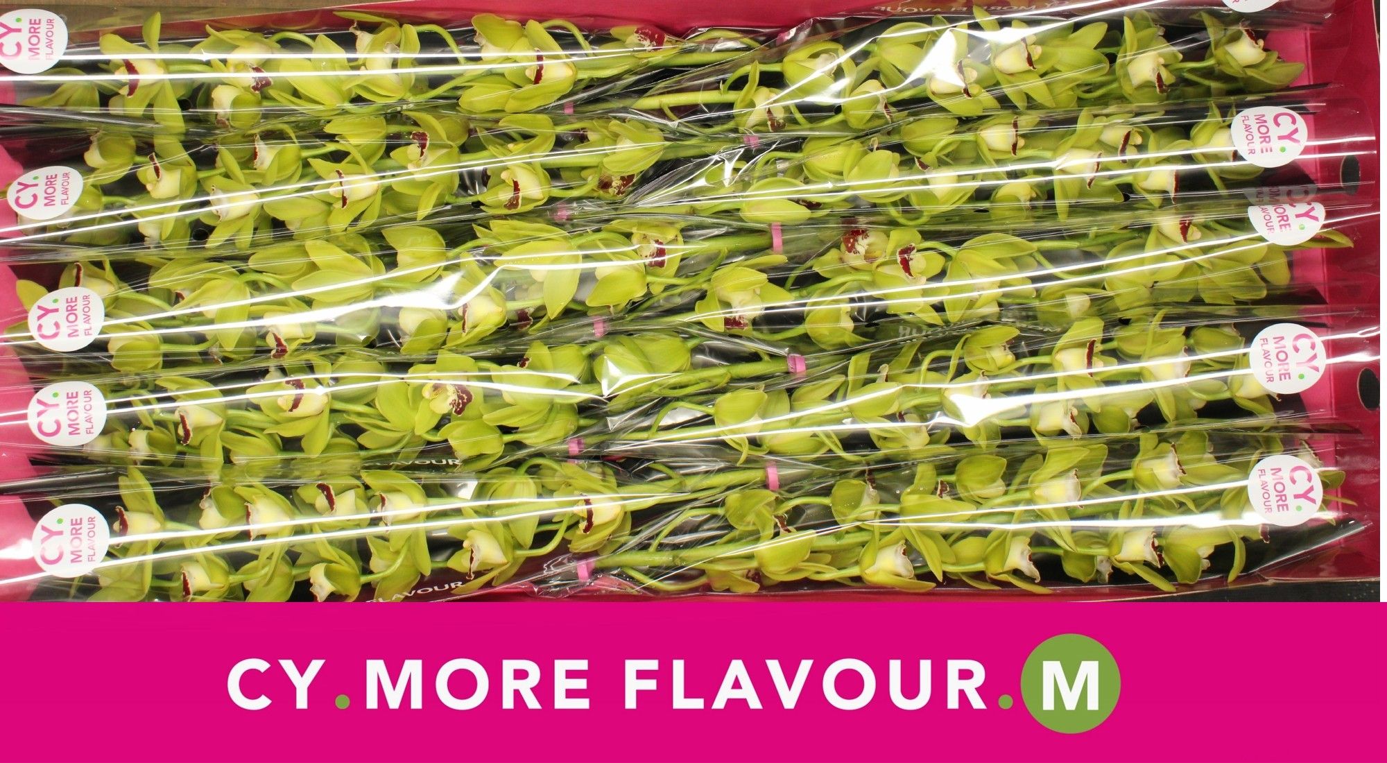 Цимбидиум мини Эвергрин x10 60, шт.