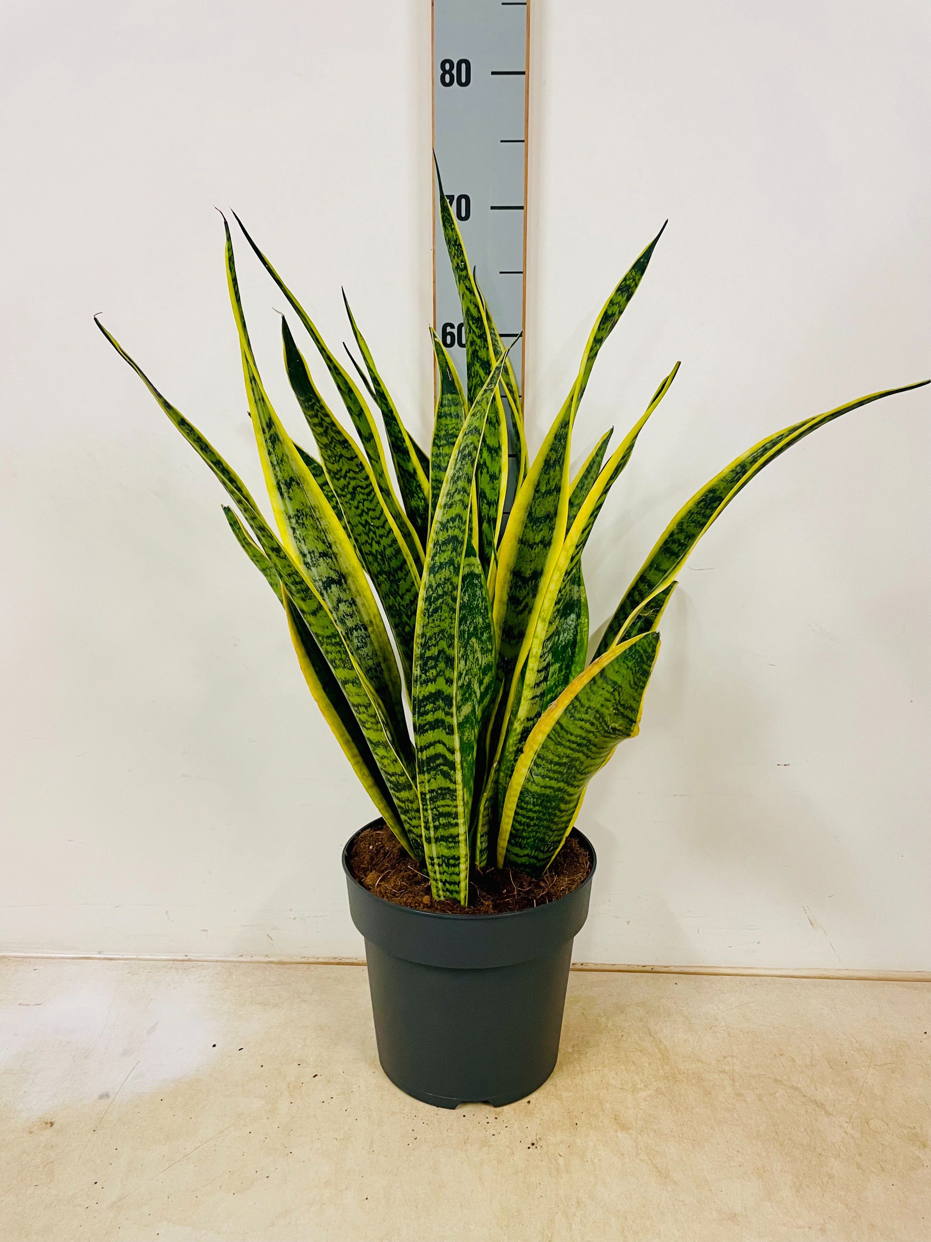 Sansevieria trifasciata 'Laurentii', D 21