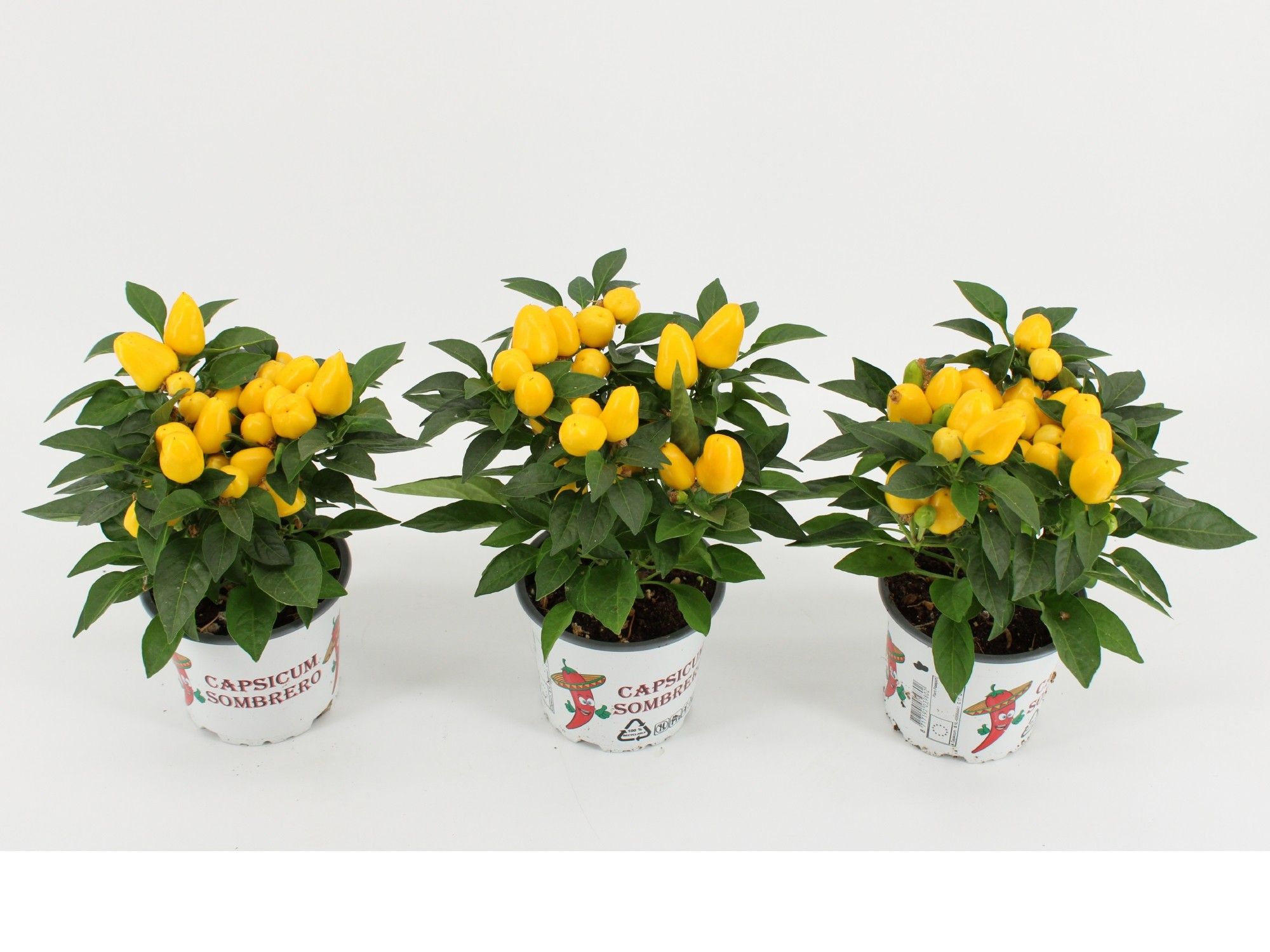 Capsicum Sombrero Mambo Geel 12cm, D 12