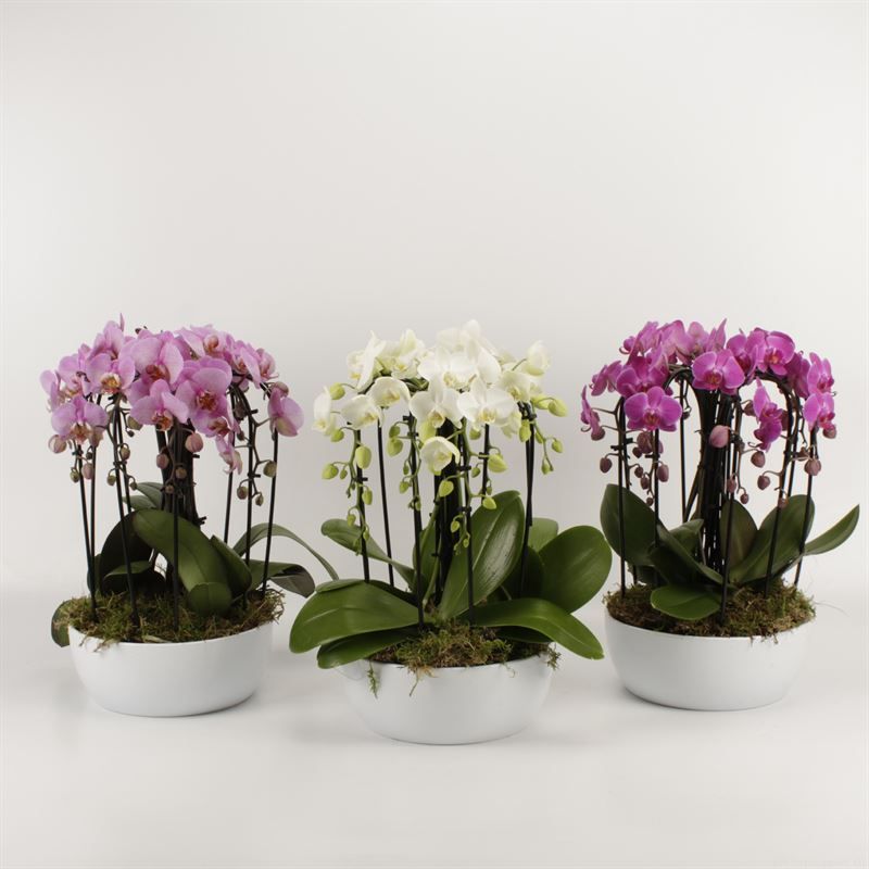 Phalaenopsis Elegant Cascade Sena schaal wit novaboga gemengd, D 26