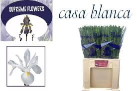 Ирис Касабланка (бел.), шт.