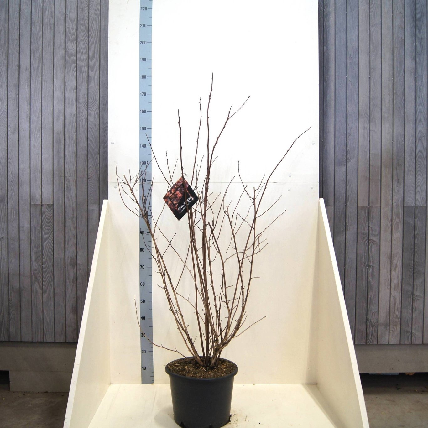 Physocarpus op. Lady in Red, D 40