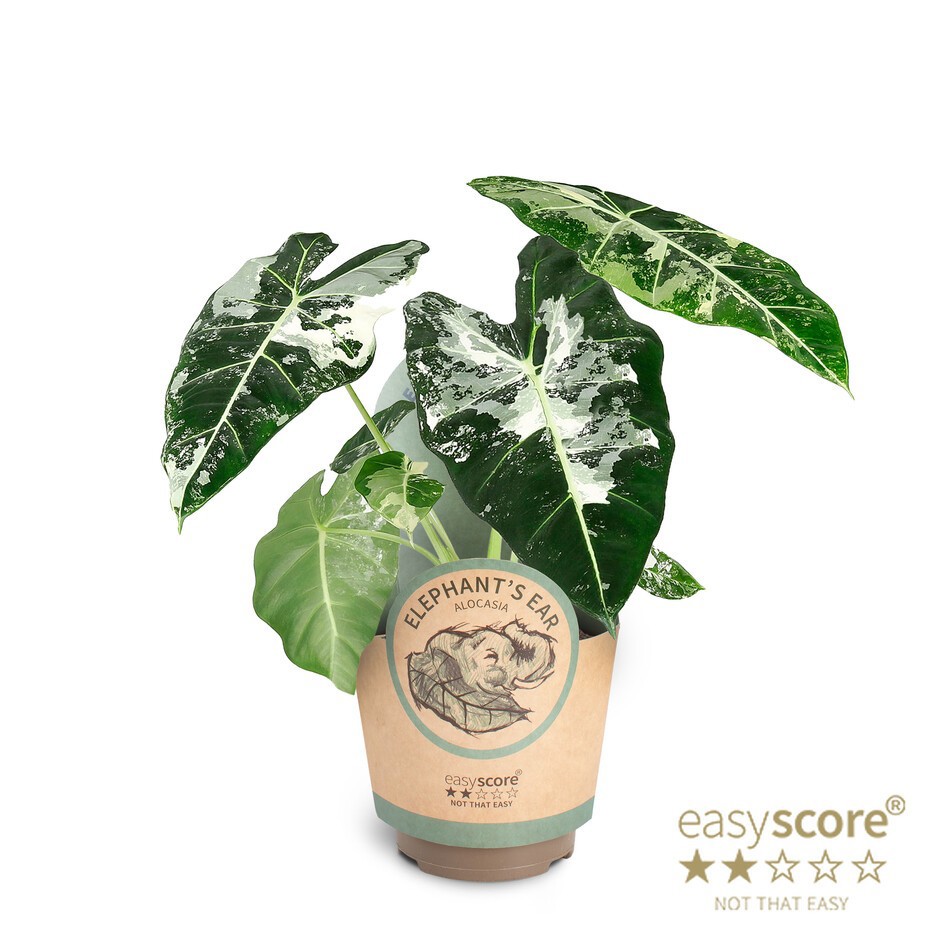 Alocasia ´Frydek Variegata´, D 11