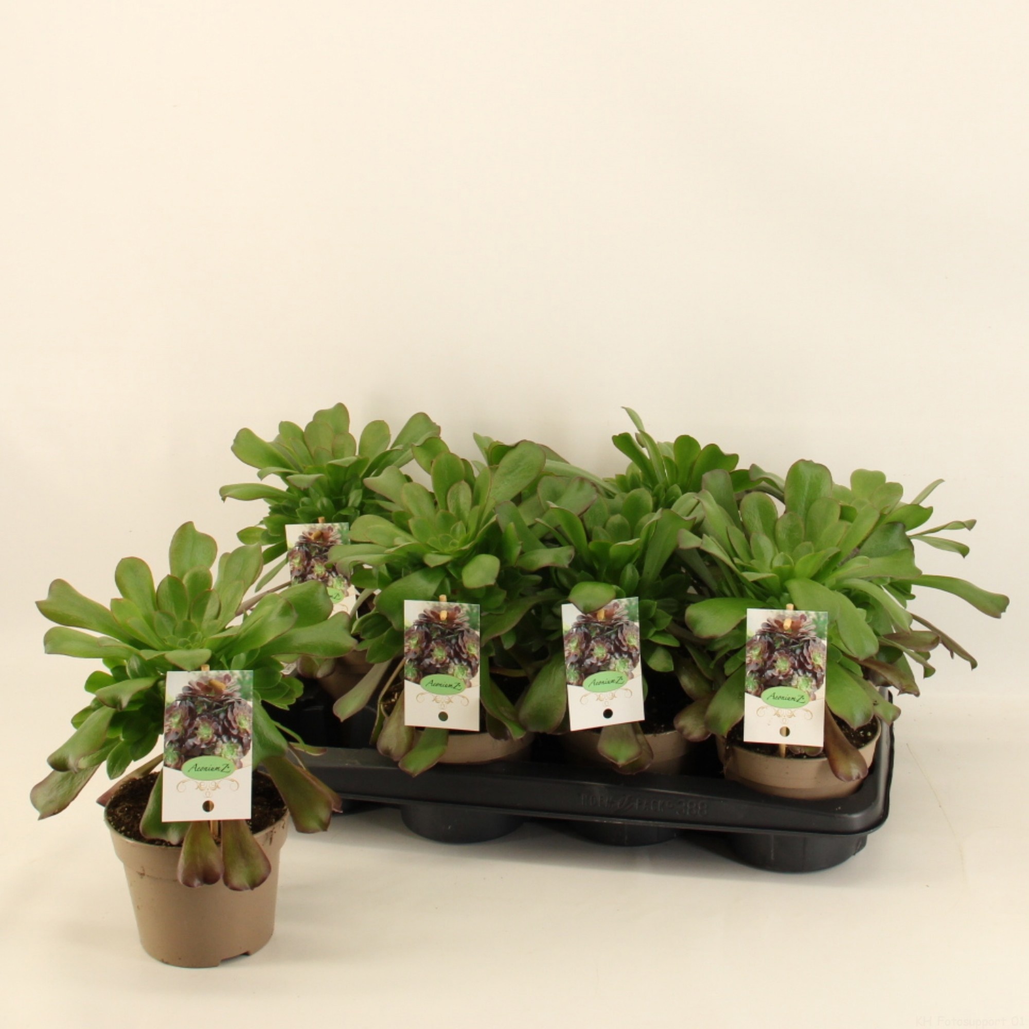 Aeonium Arboreum 14cm, D 14