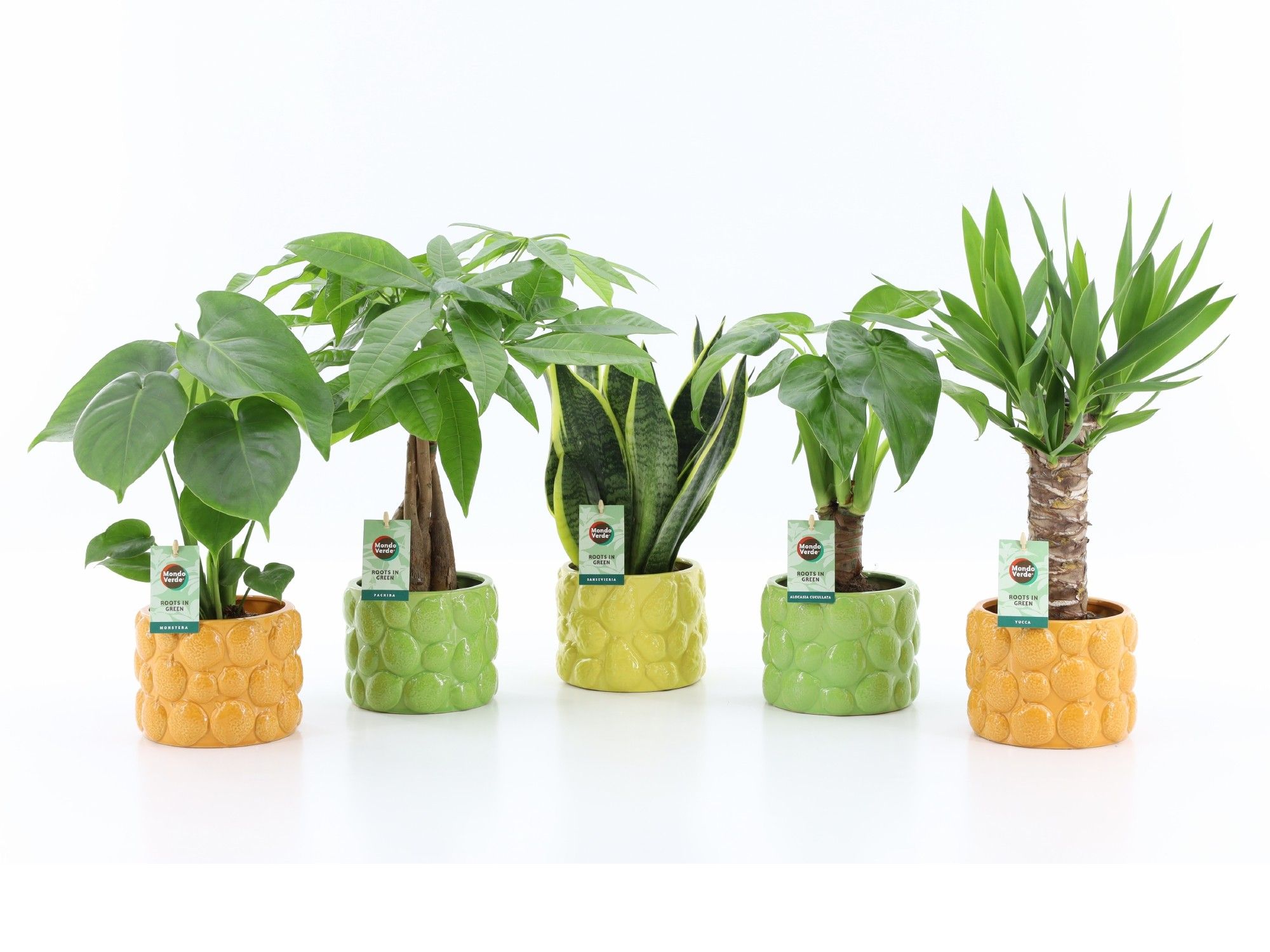 Tropic Mix in La Dolce Frutta, D 15