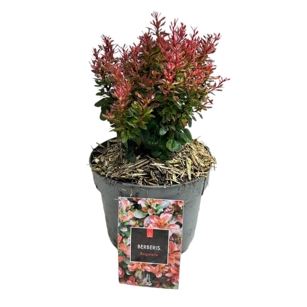Berberis thunb. 'Bagatelle', D 17