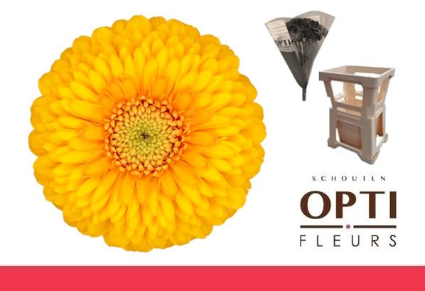 Гермини Помпон Ханидью, шт.