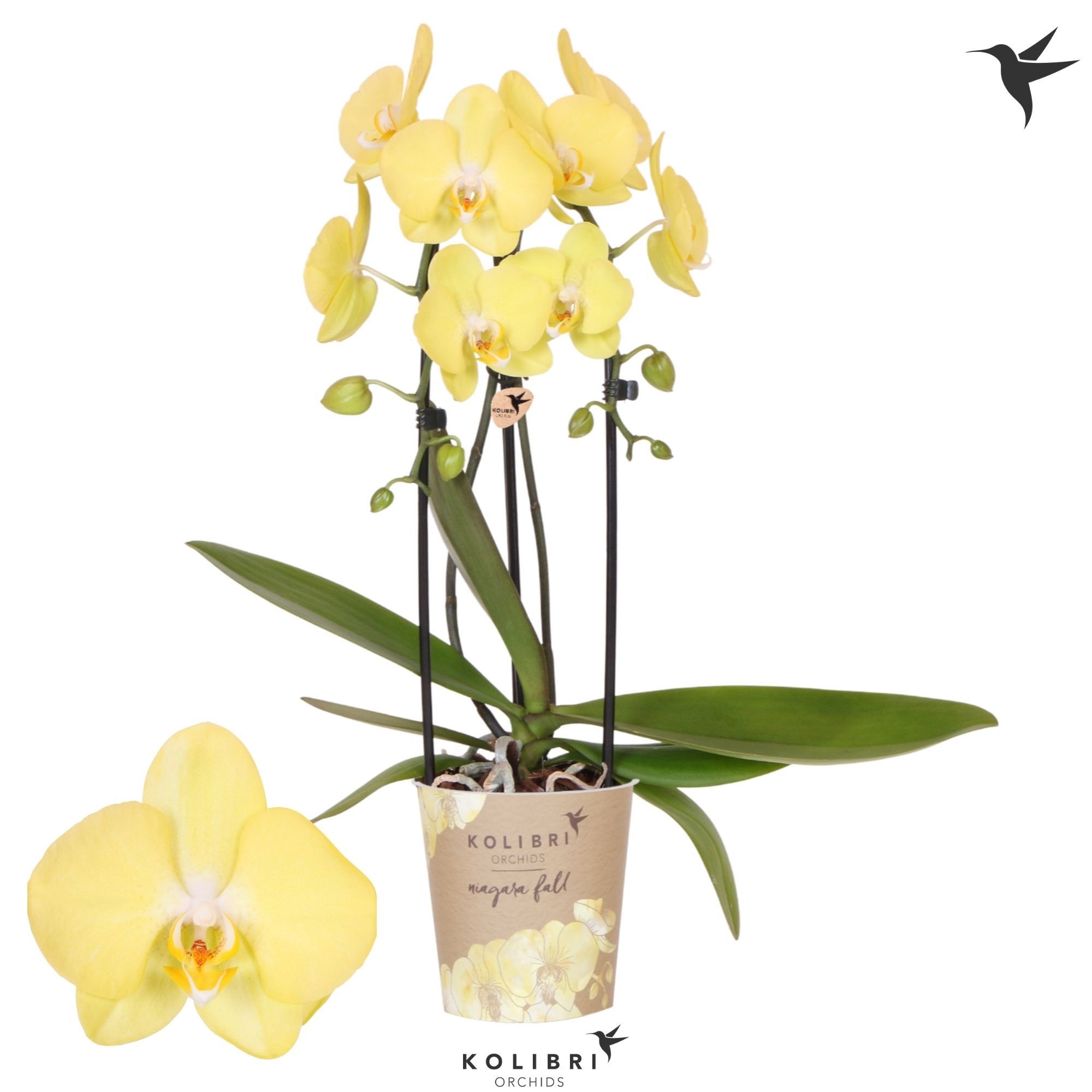 Kolibri Orchids Phalaenopsis Cascade Niagara Fall Savona 2 spike, D 12