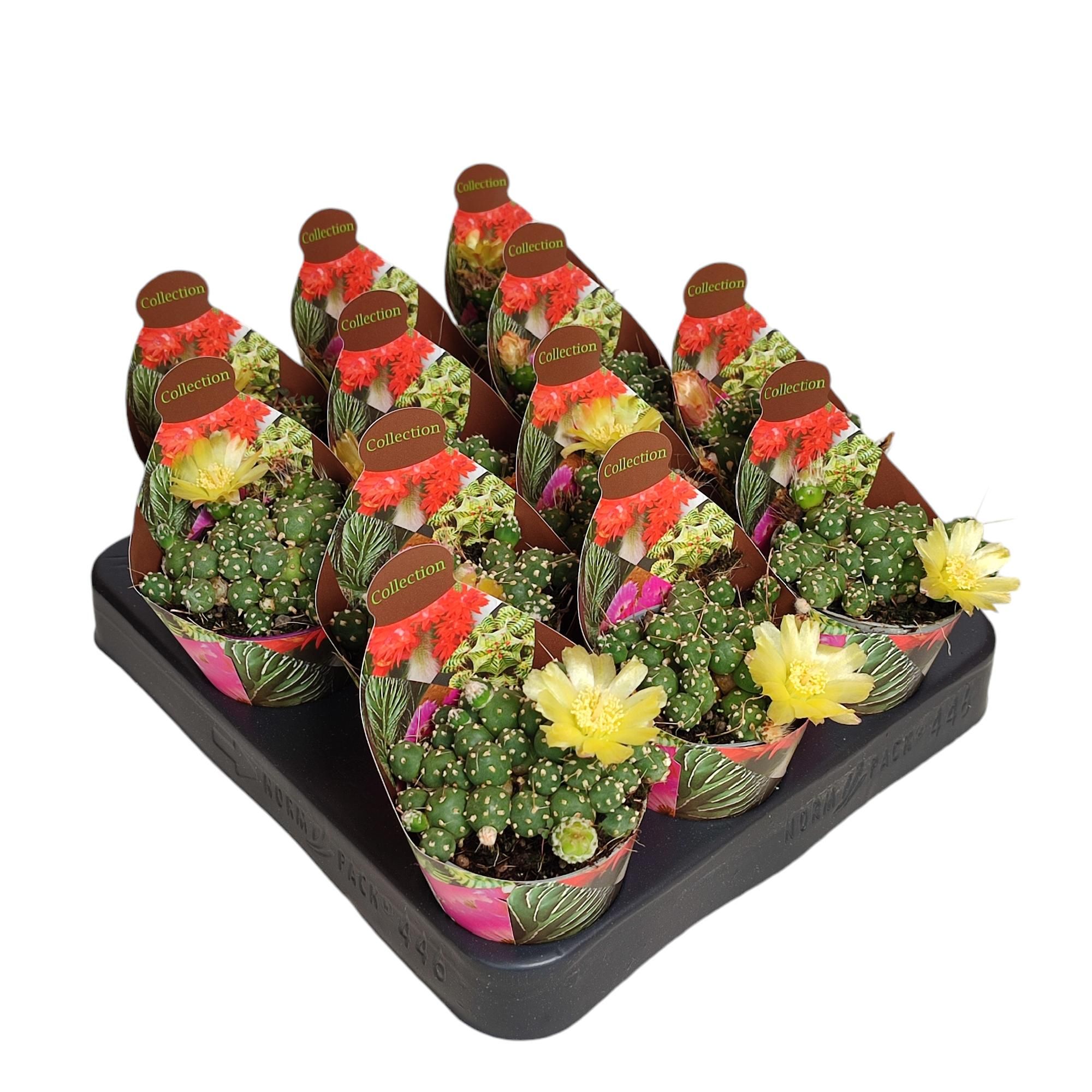 PUNA SP. NOVA - POT Ø 6,5 - COLLECTION WITH POTCOVER (CACTUS), D 6,5