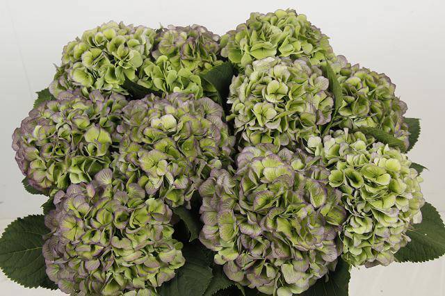 Гортензия Вайт Верена Классик 60, шт.