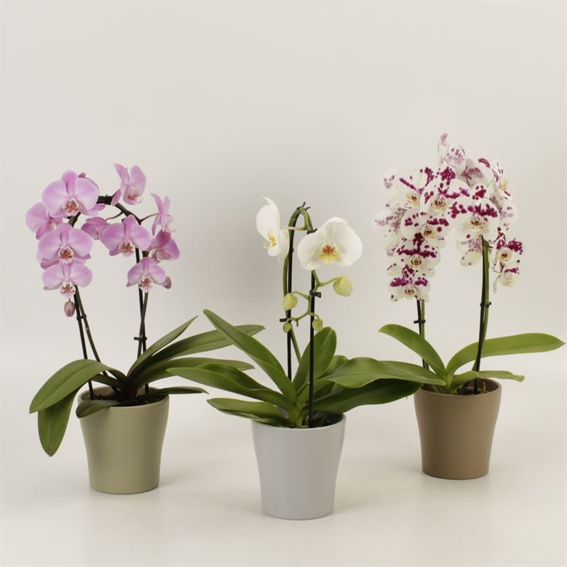 Phalaenopsis Elegant Cascade Shapes mix 1 en 2 tak in Modern living keramiek, D 12 cm