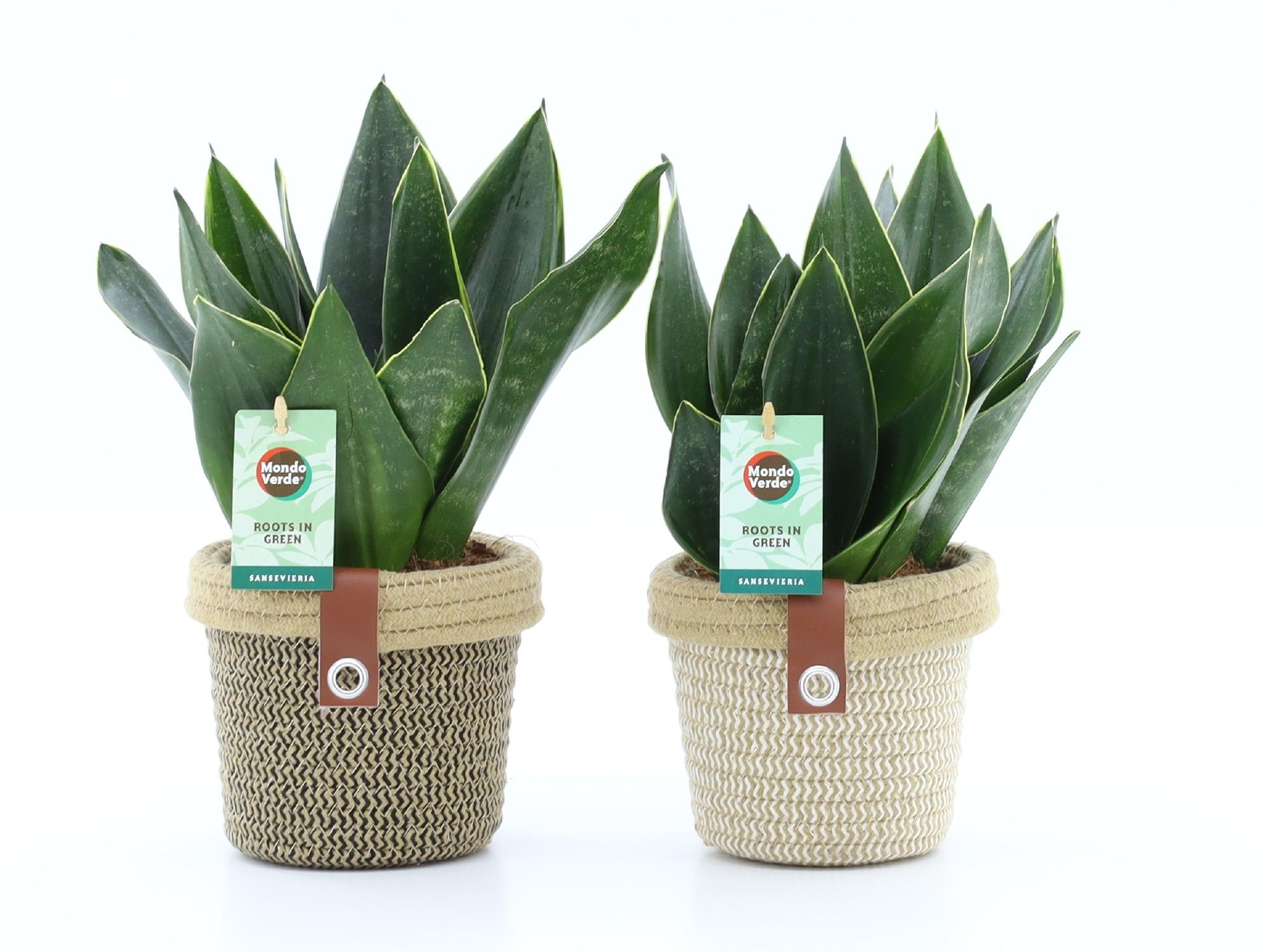 Sansevieria Black Diamond in Noah Deluxe, D 14
