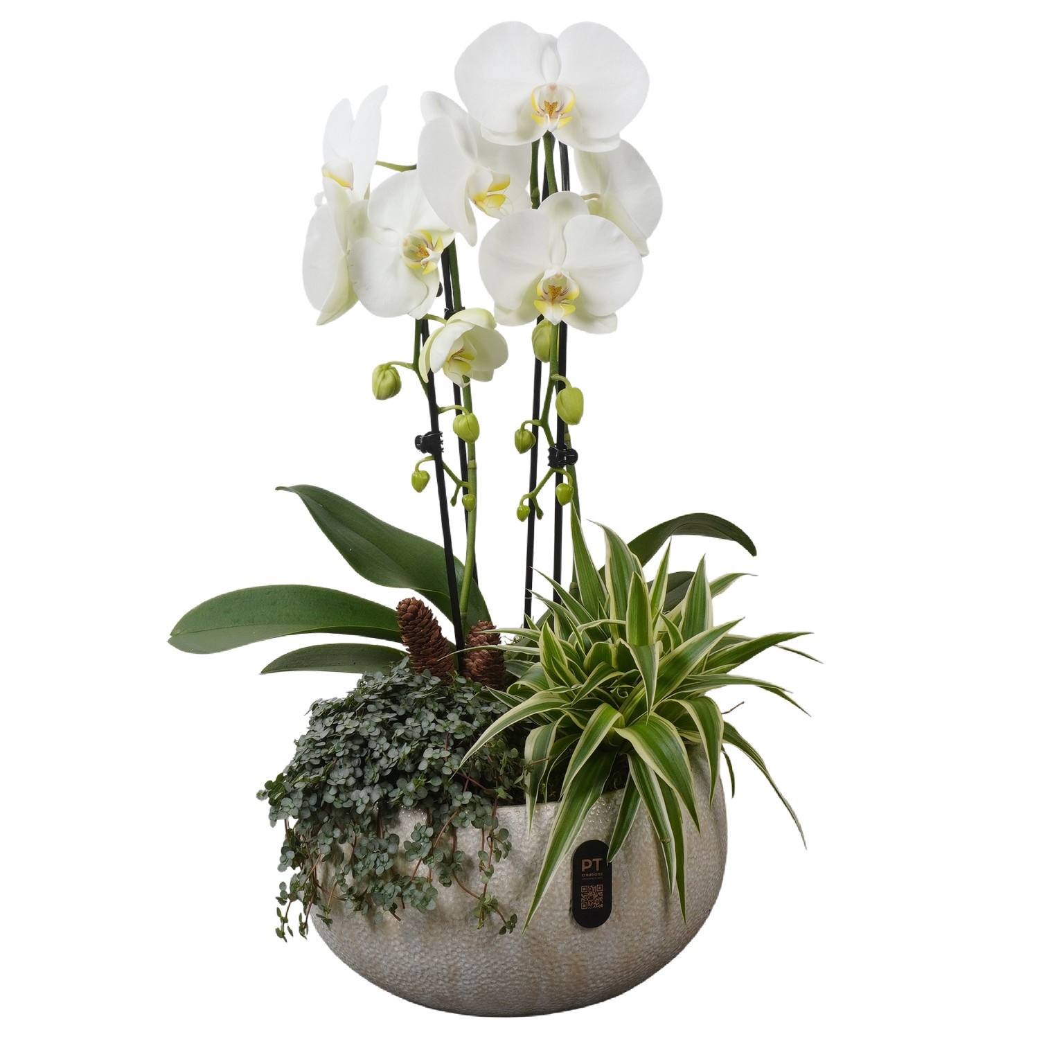 PTPAE1711 Arrangement Phalaenopsis Autumn Exclusive in keramiek schaal, D 26 cm