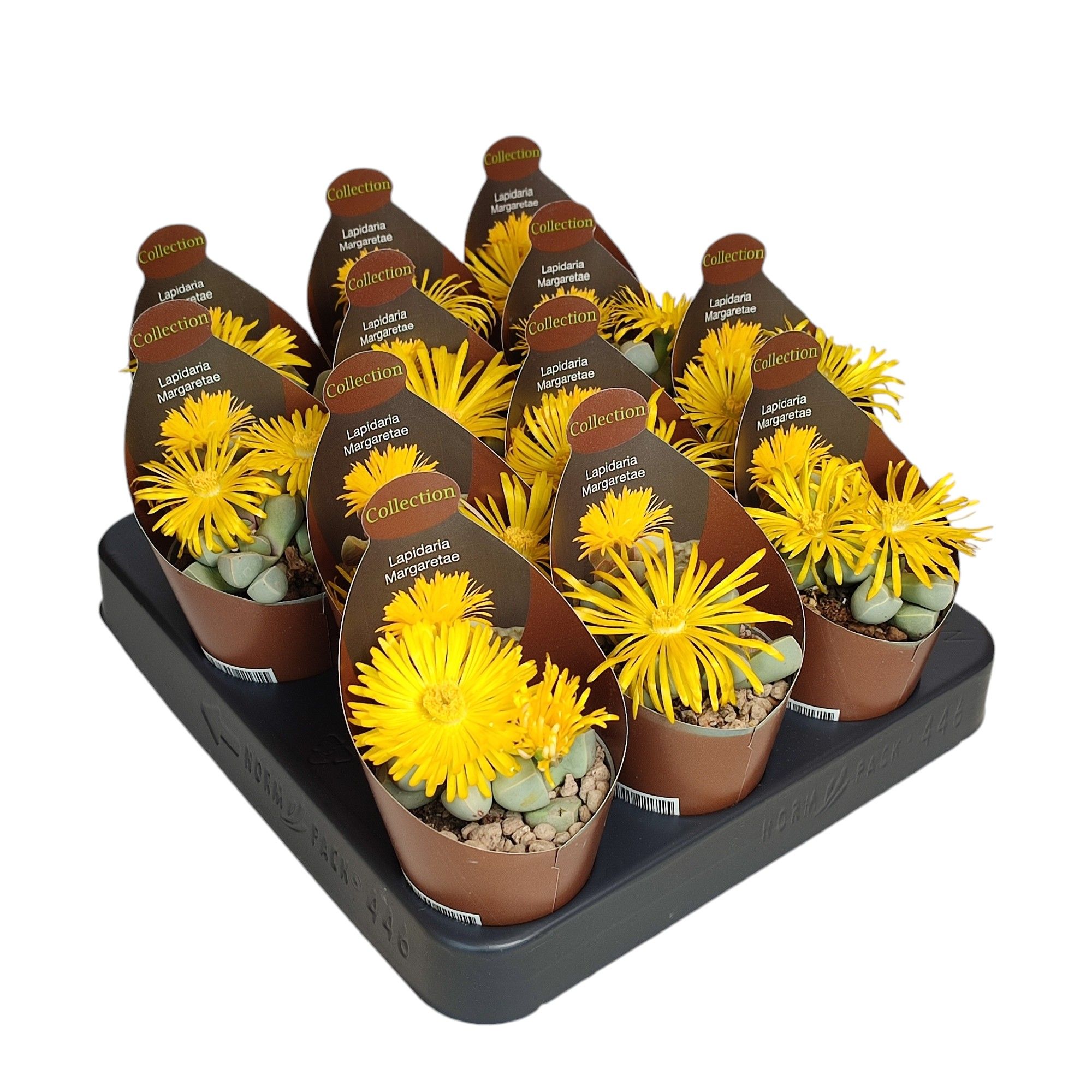 LAPIDARIA MARGARETAE - POT Ø 6,5 - COLLECTION WITH POTCOVER (SUCCULENTEN), D 6,5