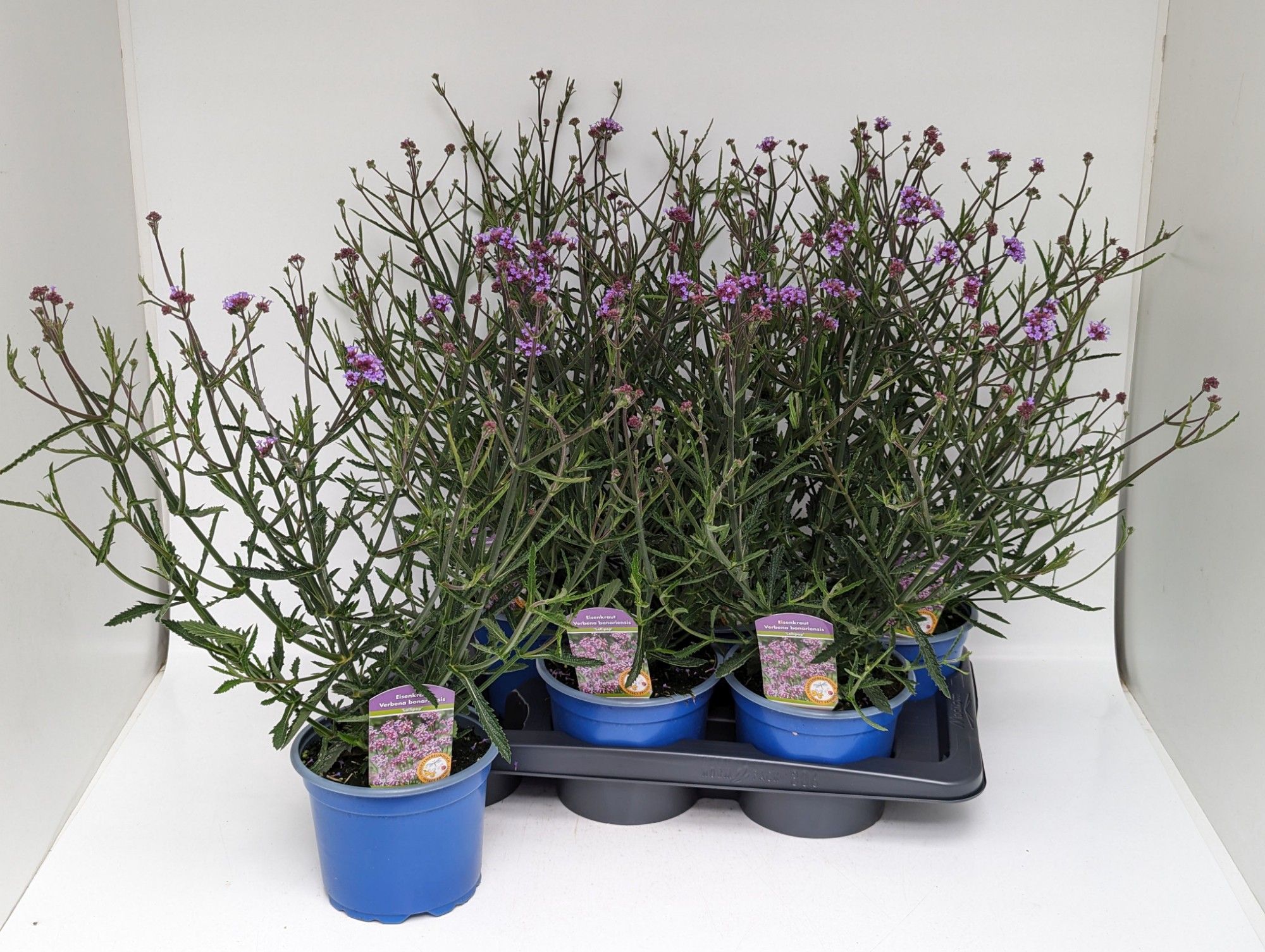 Verbena bonariensis 'Lollipop', rosa, D 17