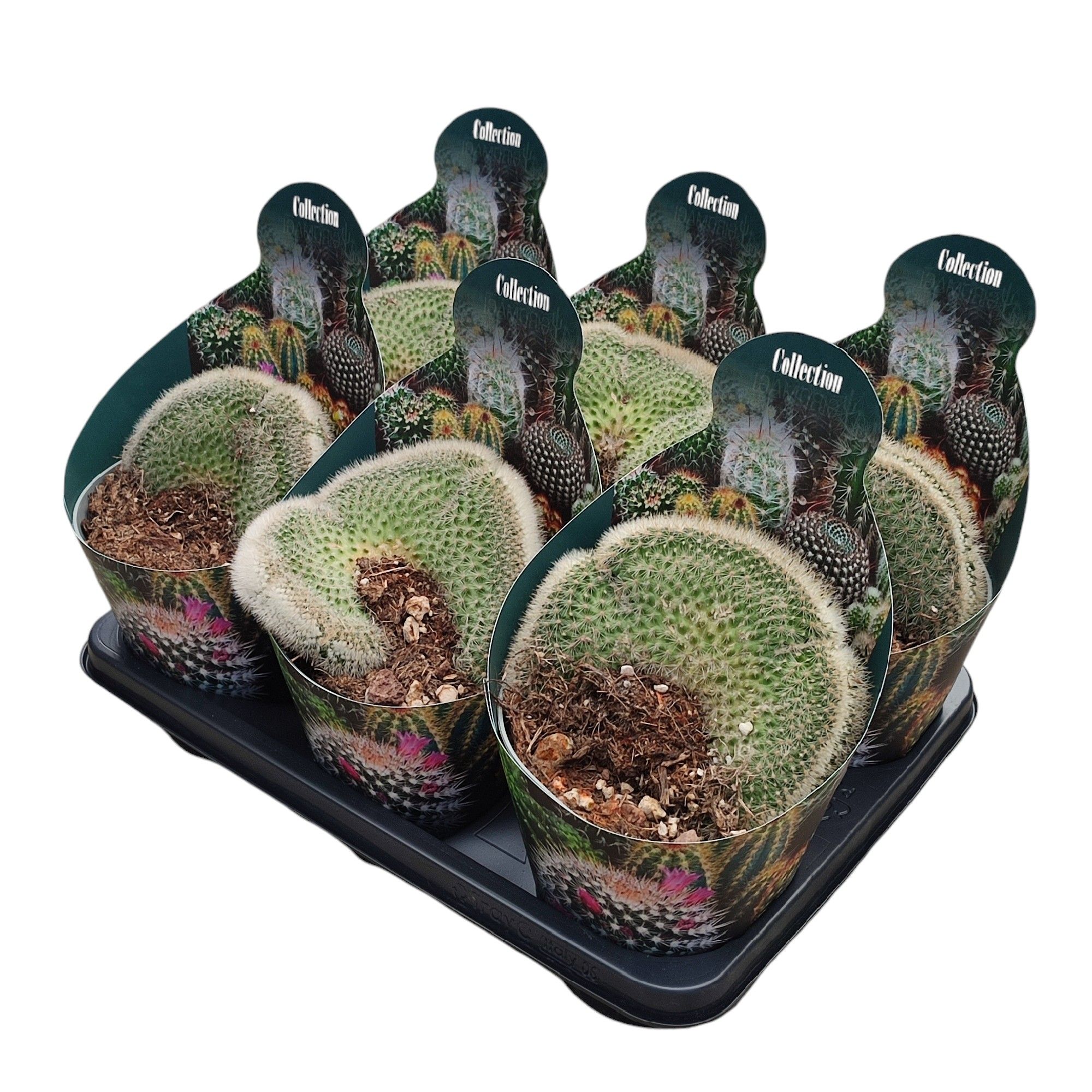 MAMMILLARIA PILCAYENSIS CRESTED - POT Ø 14 WITH POTCOVER (CACTUS), D 14