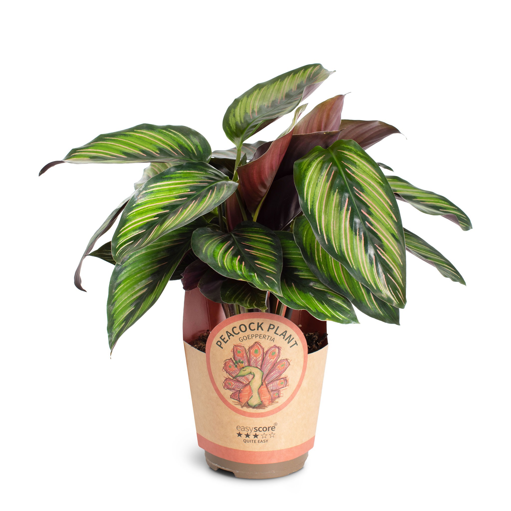 Calathea ´Beauty Star´, D 11