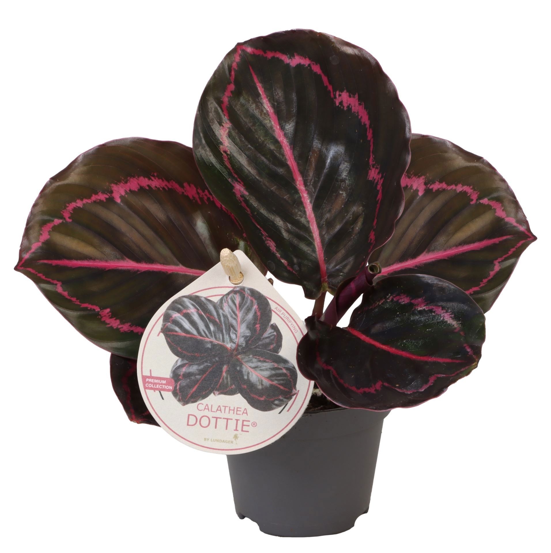 Calathea Dottie� W. Label 6 cm, D 6 cm Calathea Dottie� W. Label 6 cm, D 6 cm