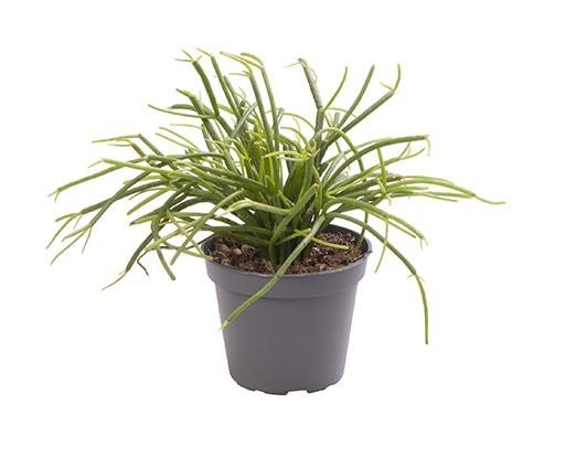 RHIPSALIS CASSUTHA, D 6 cm