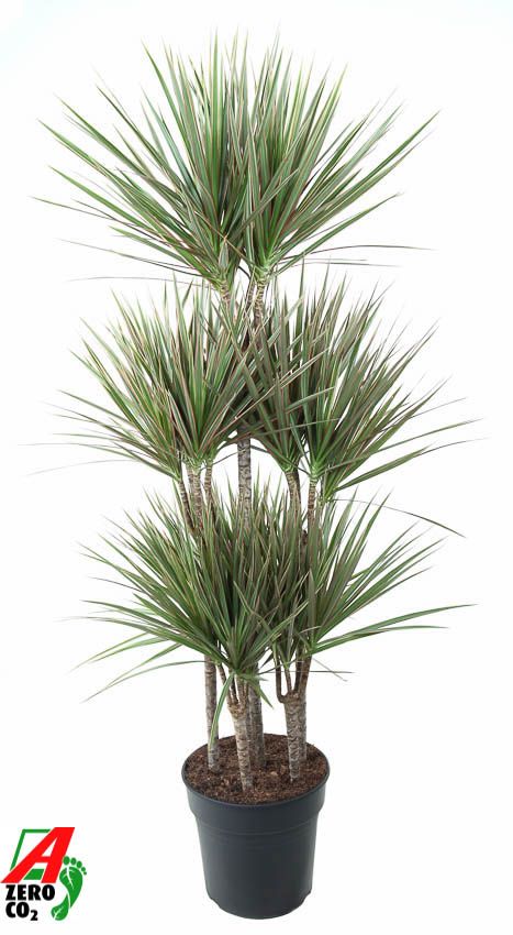 Dracaena Bicolor 90-carrousel, D 31 cm
