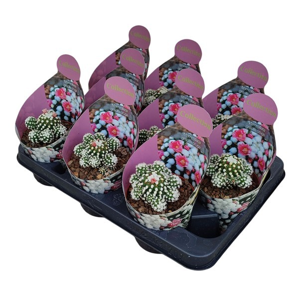 MAMMILLARIA GRACILIS ORUGA - POT Ø 10,5 - COLLECTION WITH POTCOVER (CACTUS), D 10,5