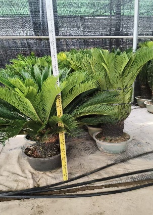 Саго цикас айрон три 45 120