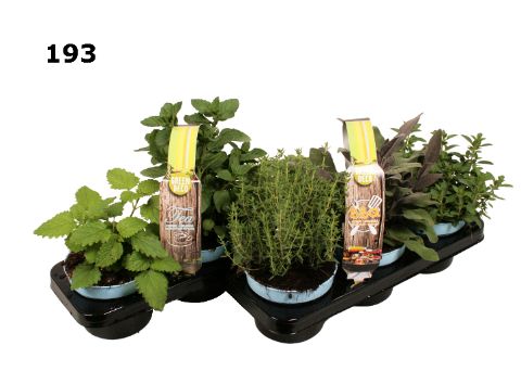 Kruiden 12 cm 3-PACK afname per laag ., D 12