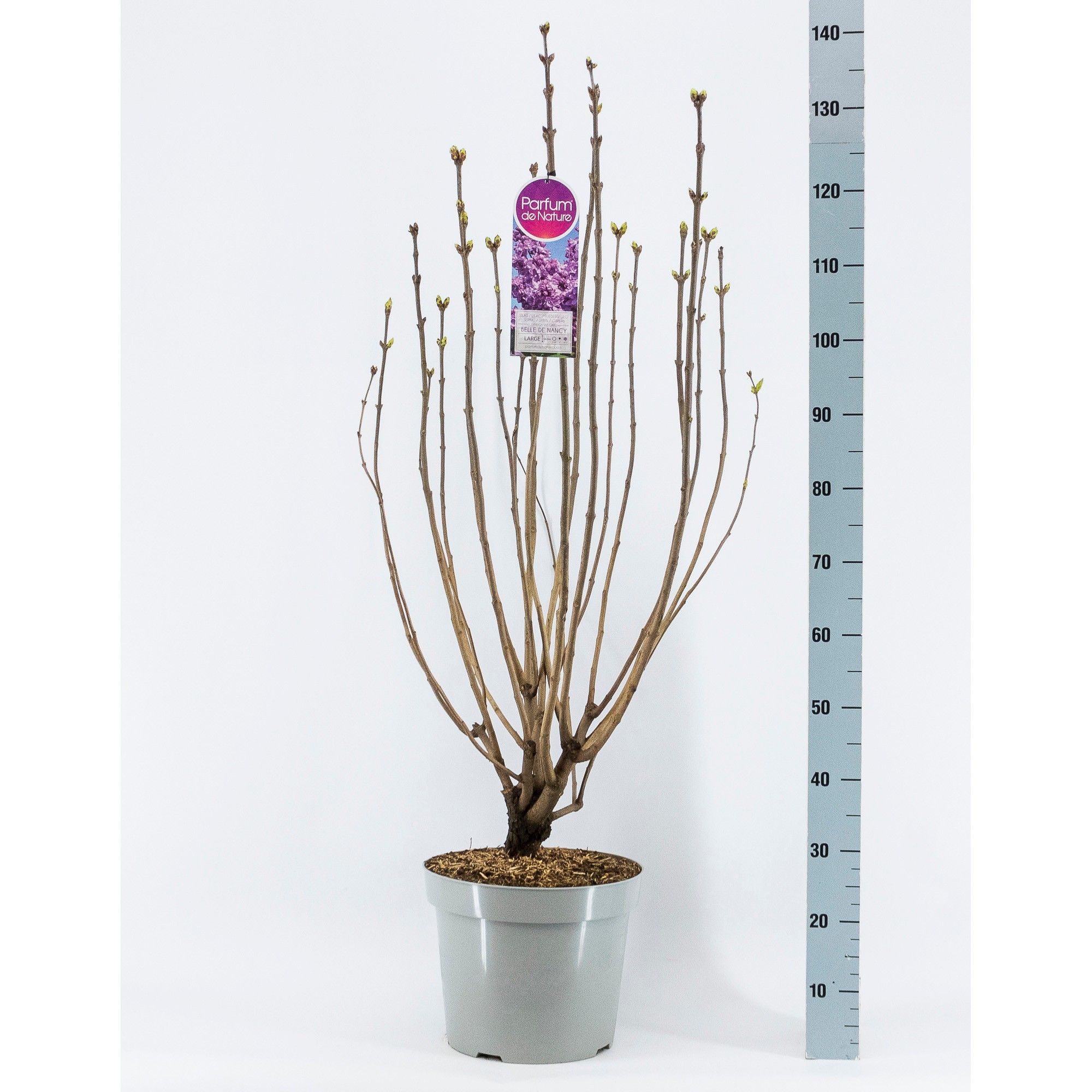 Syringa vul. Belle de Nancy, 3-jarig, C15 Solitair, D 32