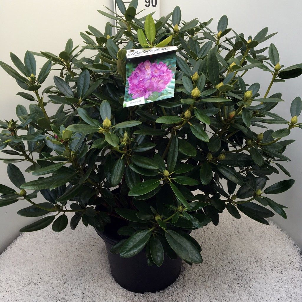 Rhodo. catawbiense 'Grandiflorum' purple, D 37