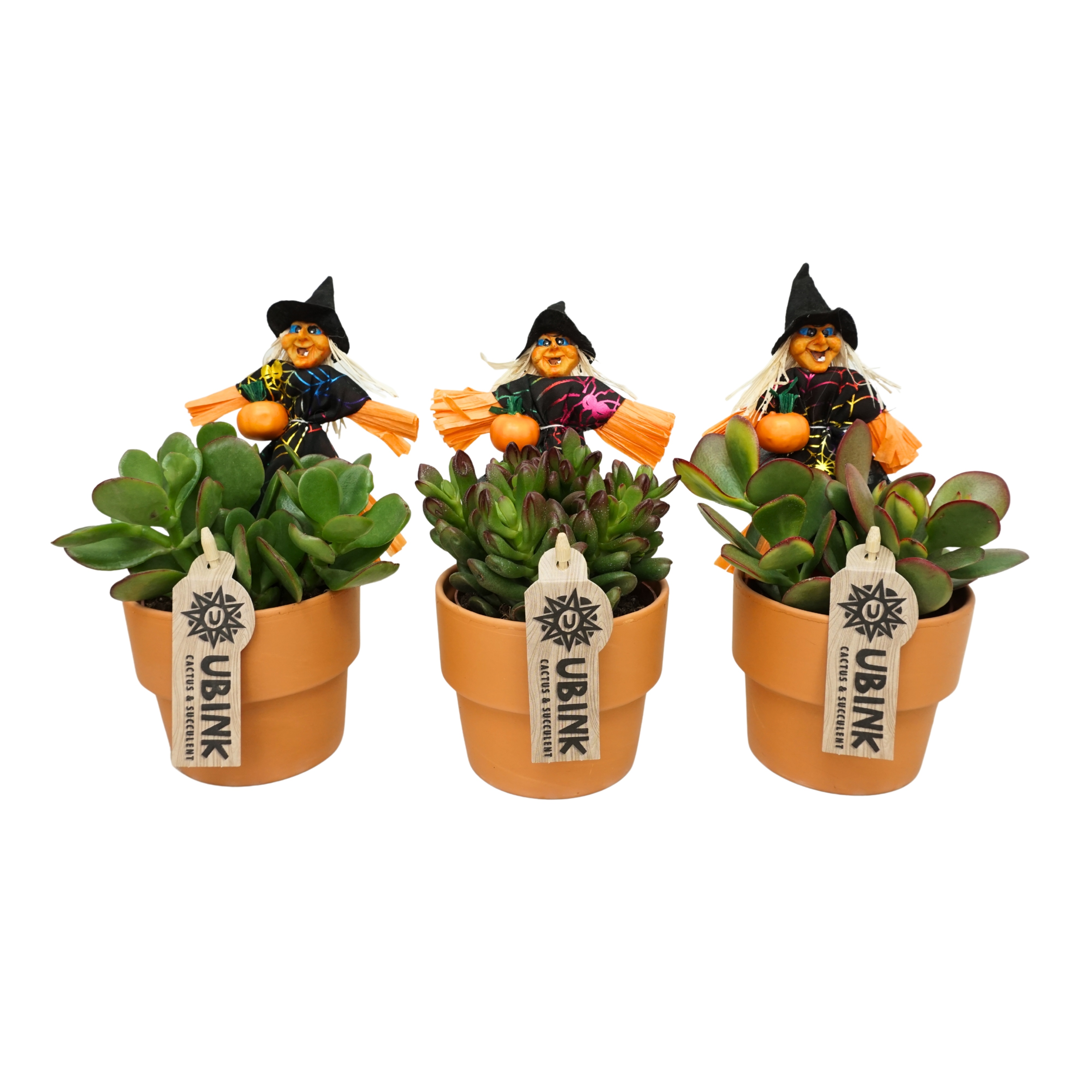 Crassula mix in 10 cm 'Terracotta Kraagpot' met Heks bijsteker, D 10