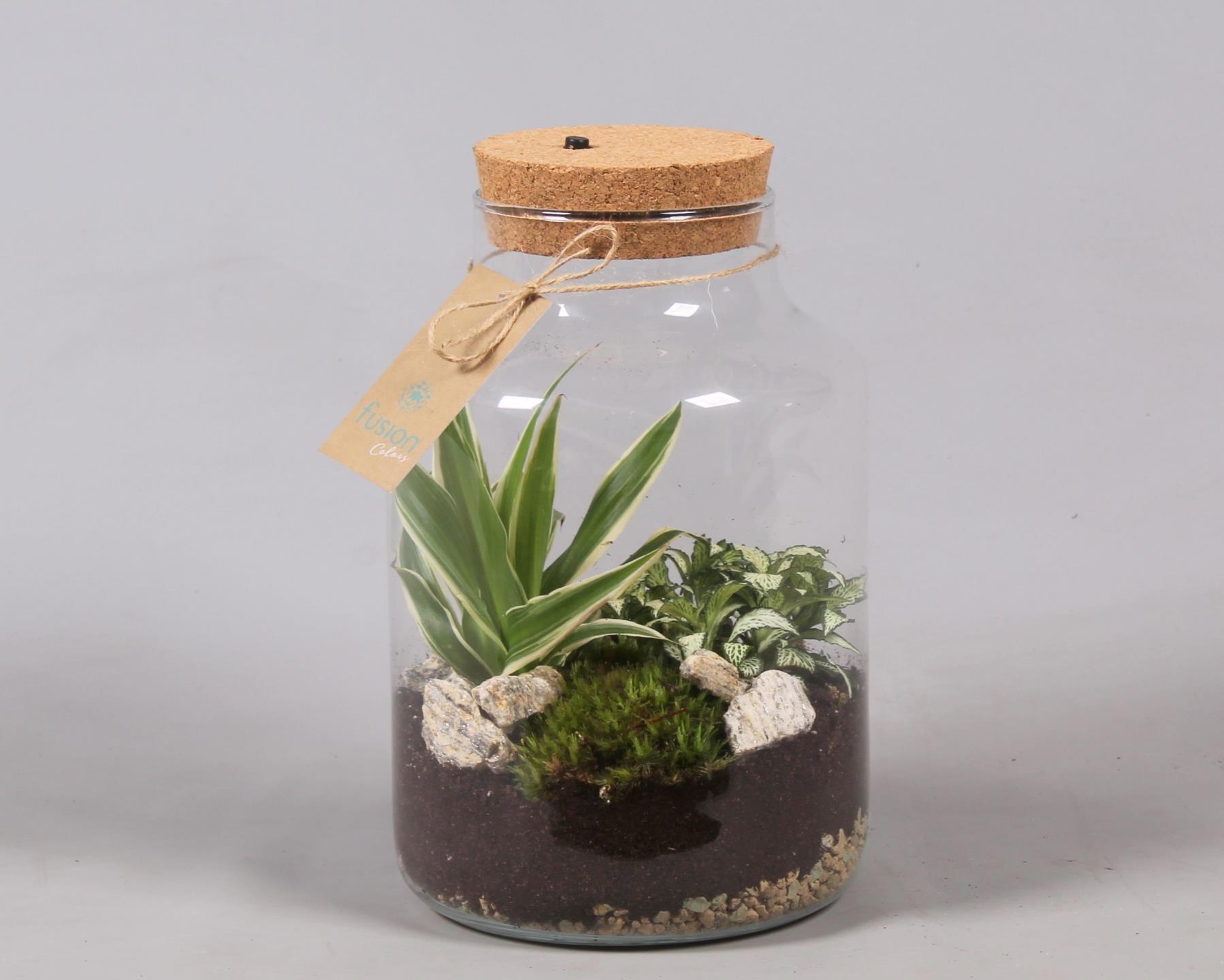 Terrarium met kurk voorzien van LED verlichting, D 17