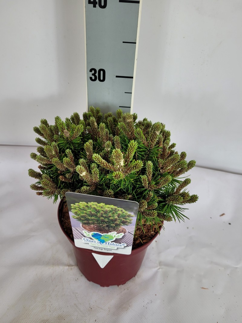 Pinus mugo Benjamin C2 15-20, D 17
