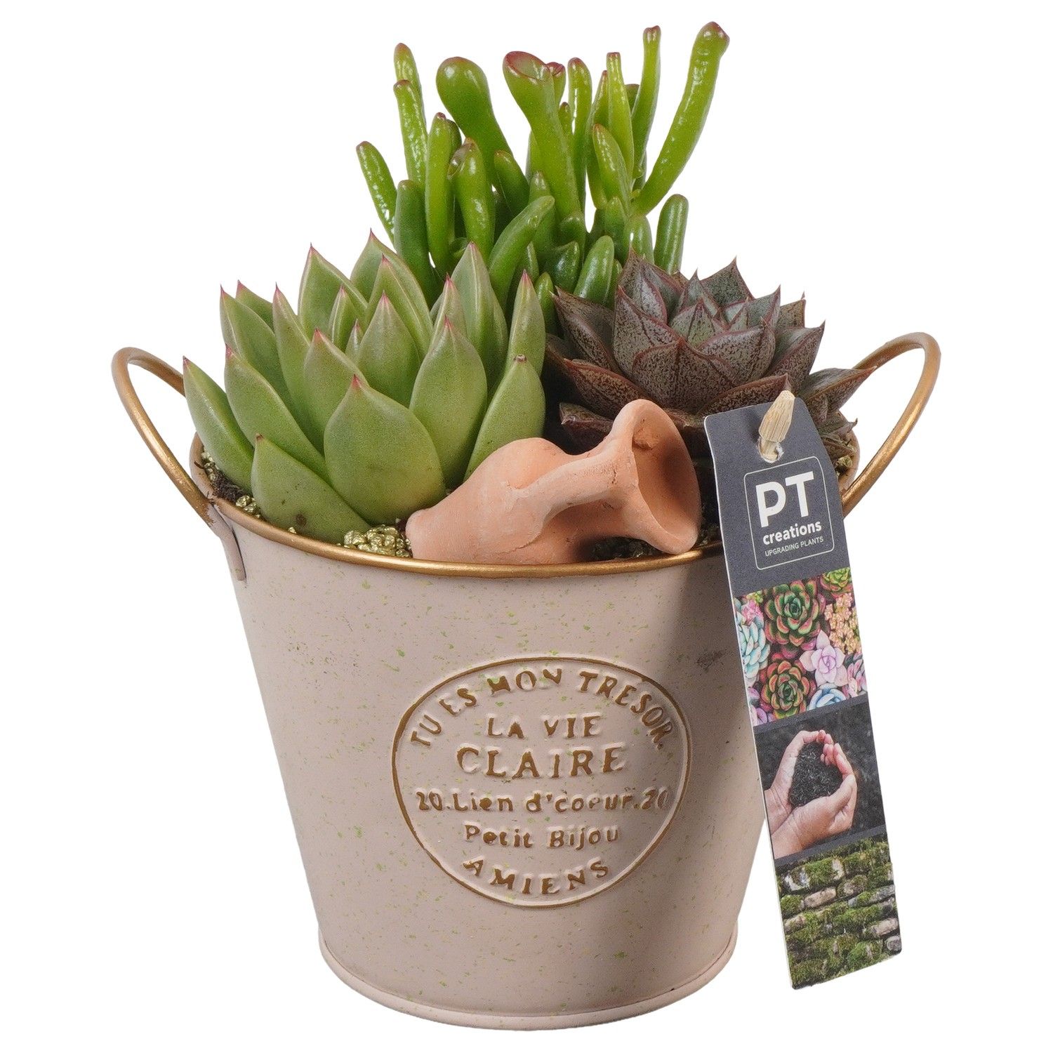 PTSU8507 Arrangement Succulenten in metaal potje, D 13