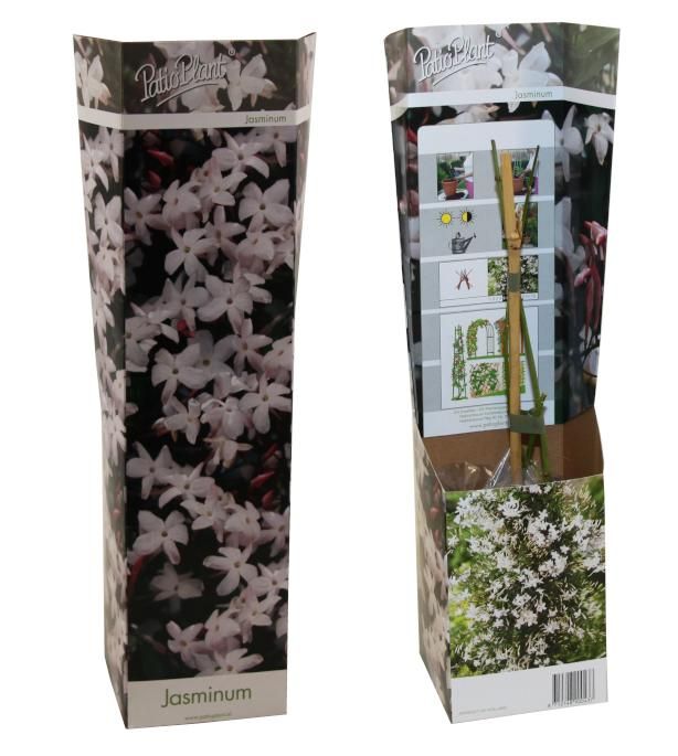 Jasminum officinale, D 9