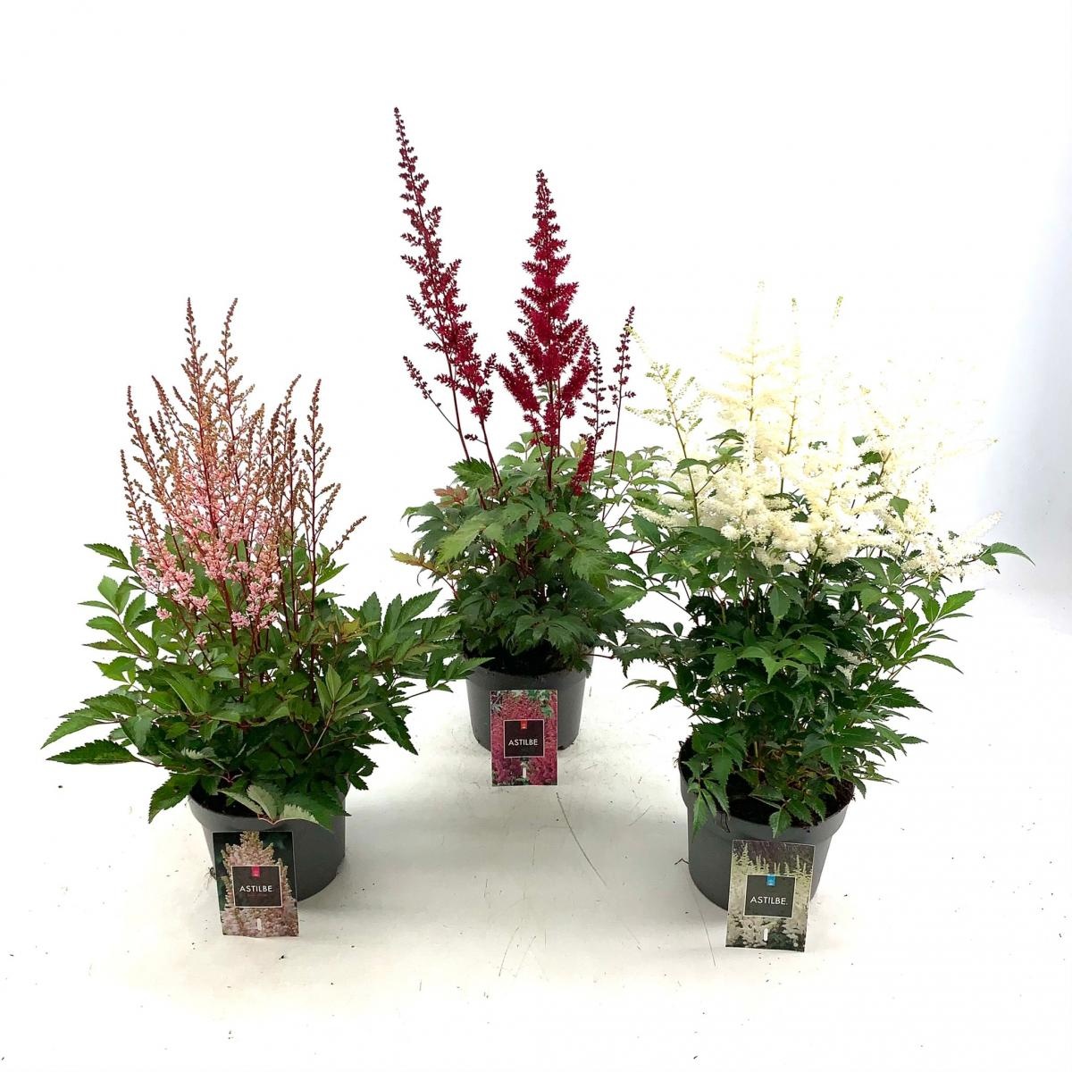 Astilbe Gemengd, D 17