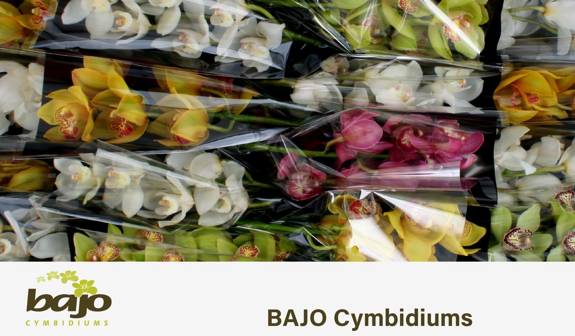 Цимбидиум Микс x16 40, шт.