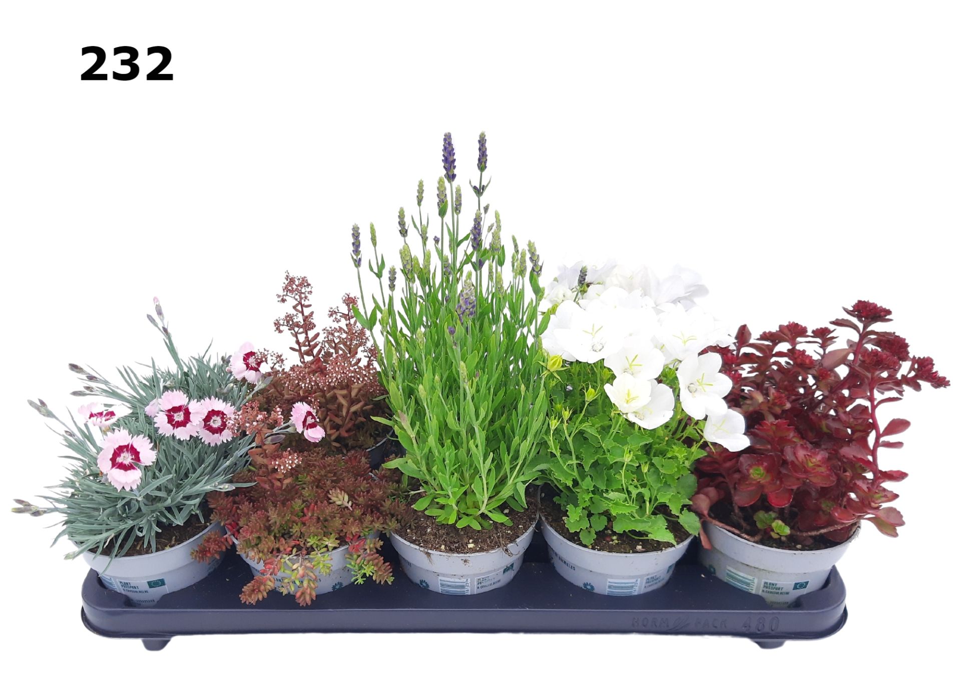 Rotsplanten Zomer 12 cm gemengd, D 12