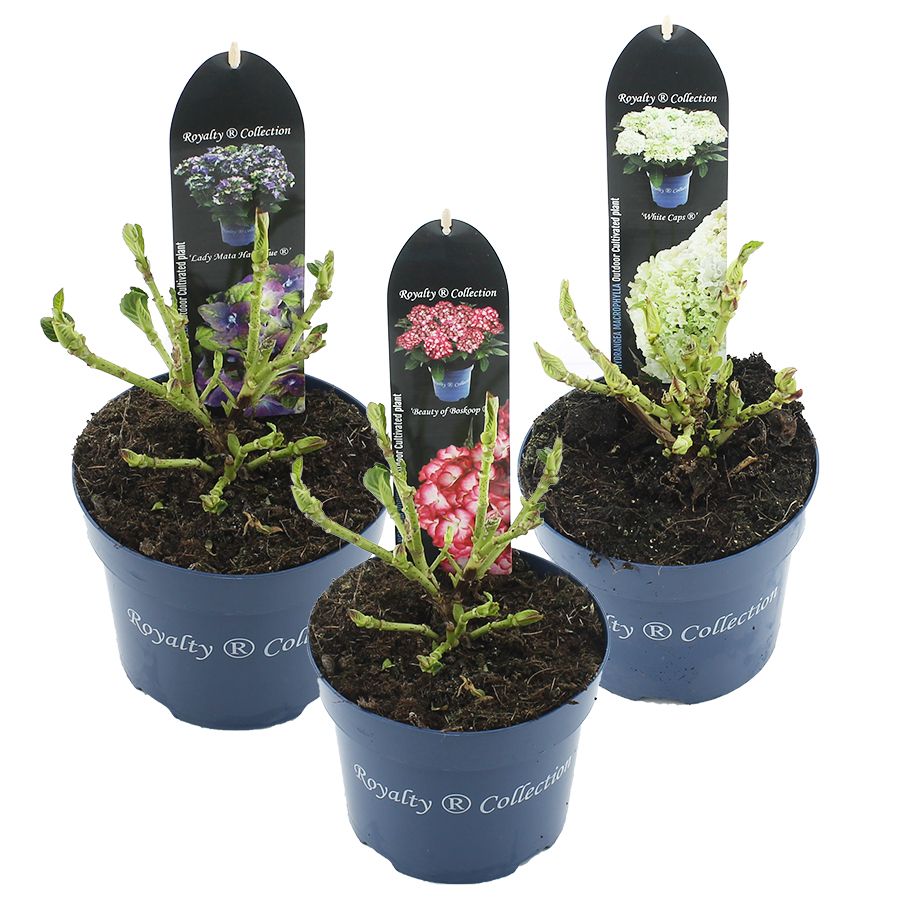 Hydrangea macr. Royalty Collection® MIX C2 (17cm.), D 17