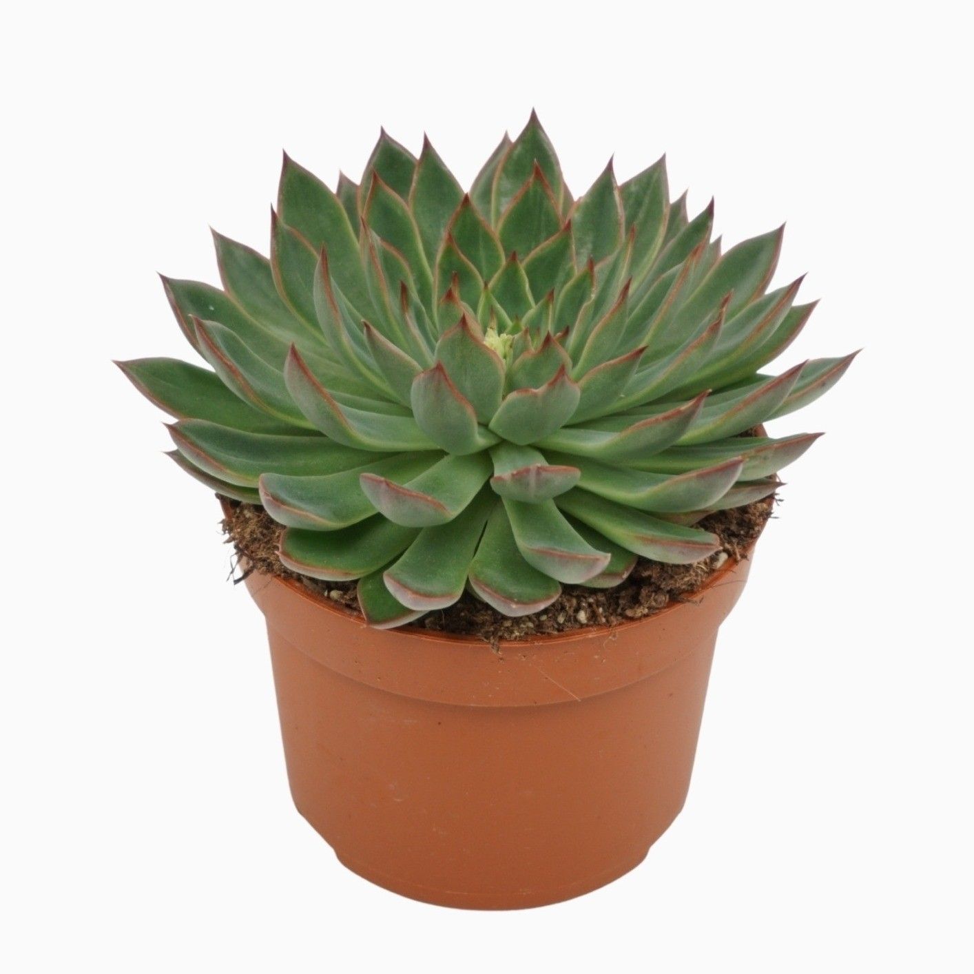 Echeveria sagita 10,5 cm, D 10,5 cm