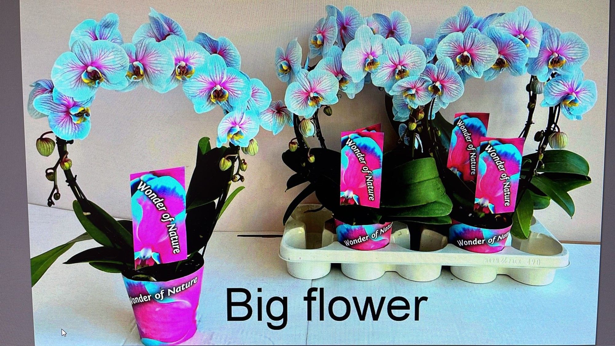 Phalaenopsis Magic Wonder of Nature spiegelboog 2 tak 12cm, D 12