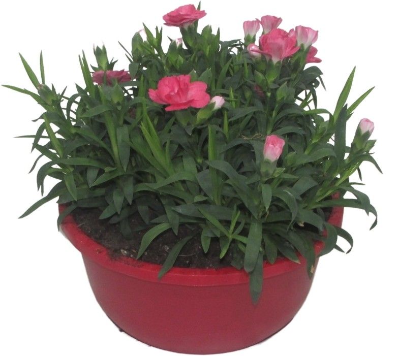 Hello Spring Dianthus Oscar in 19 cm schaal Rood, D 19