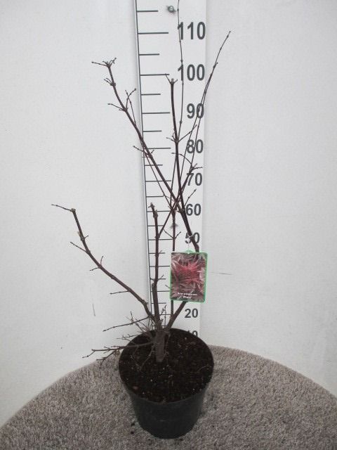 Acer palm. Pixie 60-80 P28, D 28