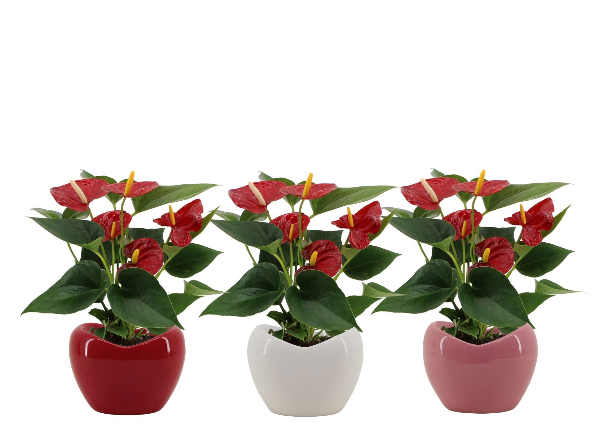 Anthurium Diamond Red in Paris mix ceramics, D 9