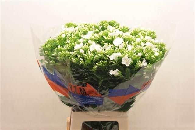 Флокс Вайт Кэп 70, шт.