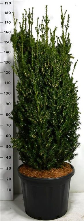 Taxus media 'Hillii', D 50