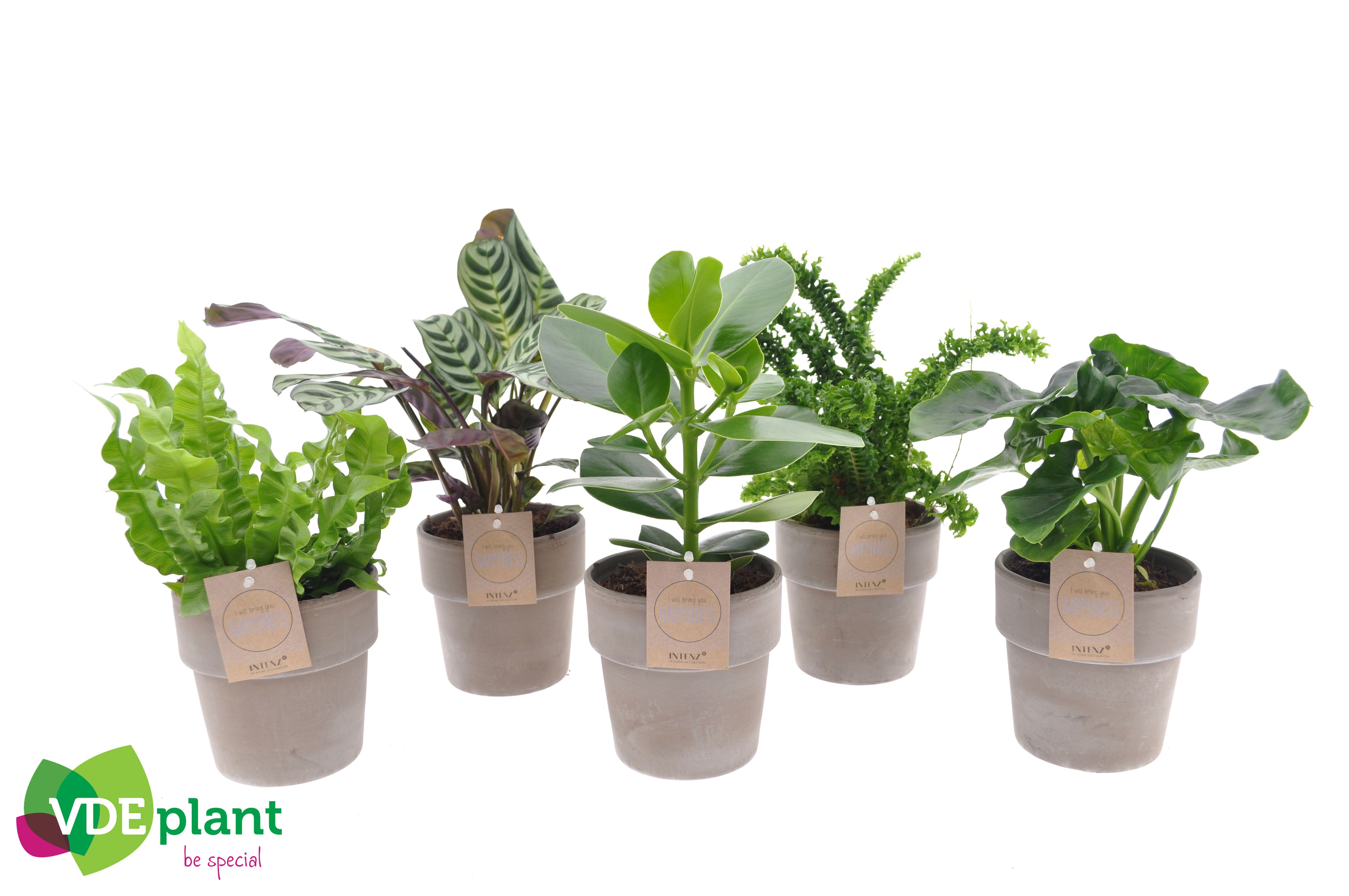 Intenz mix in Terracotta, D 12